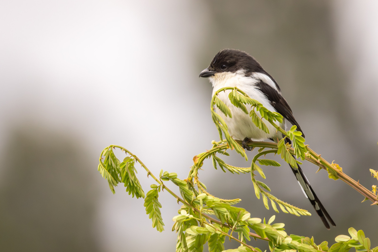 image Northern Fiscal